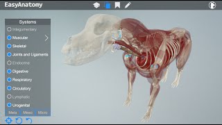 EasyAnatomy Overview Video 3D Canine Anatomy for Veterinary Students [upl. by Felise]