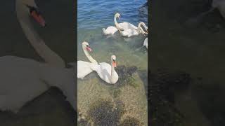 swans penryn river [upl. by Eugatnom]