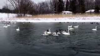 Light flurries and Trumpeter swans at Washago Ontario [upl. by Esyned]