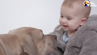 Kids Meet Pitbulls For The First Time  The Dodo [upl. by Esinereb512]