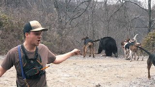 THREE BIG BEAR in ONE DAY  Bear Hunting with Hounds [upl. by Ysied]