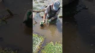 The Process of Picking Water Caltrop in the Water [upl. by Aoh]