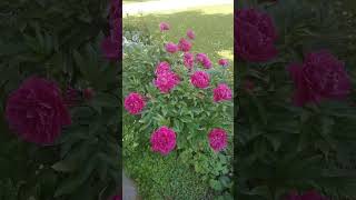 Pretty peonies🥰 with fountain❤️ in the Pragues garden💖😘💗 [upl. by Yelak216]