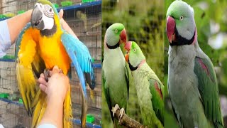 Macaw Parrot Mukmmal Vlog  Price 330 Lakh😍  Beautiful Pets [upl. by Gladine]