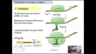 Gene Expression Translation [upl. by Aokek508]