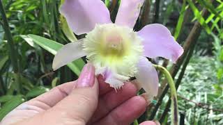 Rhyncholaelia Digbyana x Cattleya Loddigessii [upl. by Nahsin]