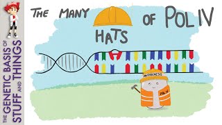 Discovering mutagenic DNA polymerase IV in E coli [upl. by Yhcir43]