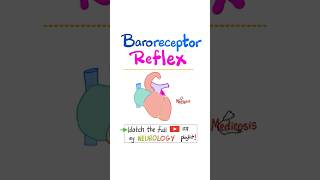 Baroreceptor Reflex Physiology Blood Pressure Heart rate Stroke Volume nurse doctor biology [upl. by Kinelski125]