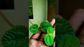 green leaf editing lightroom shortsfeed magicclick [upl. by Ares742]