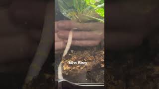 Settling In Albino Banded King Snakes Brand New Digs [upl. by Kehr987]