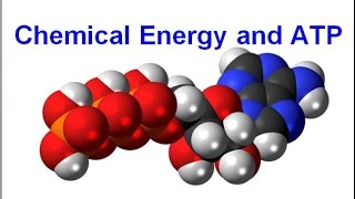 Chemical Energy and ATP regular biology updated [upl. by Oler554]