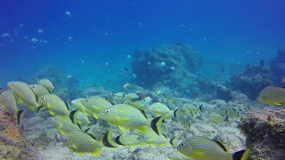 Government Cut Reef Survey  Looking Over the Edge of the Ledge Into the Shipping Channel  2014 [upl. by Cicily]