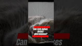 Can cats noses detect pheromones shorts cat kitten facts [upl. by Hamehseer]