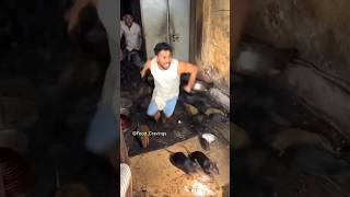 Rare Vedio 🔥 shorts streetfood viralvideo rats [upl. by Neeka]