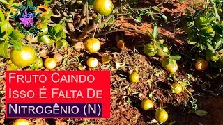 Pokan e Laranja Frutos ainda em formação estão caindo [upl. by Aisinoid]