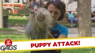 Puppy Dog Attack Prank [upl. by Brownson198]