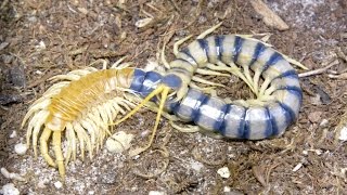 Amazing Timelapse Shows Giant Centipede Molting [upl. by Eciram]