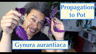 Propagation to Pot  Gynura aurantiaca Purple Passion  Velvet Plant [upl. by Eleni724]