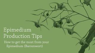 Epimedium Production Tips  Walters Gardens [upl. by Ora]