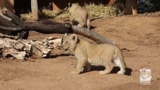 Our lion cubs are on the prowl [upl. by Joey]