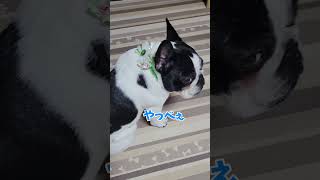 かっけいハスキー犬みたいになりたい！ トリミング フレンチブルドック ミックス犬 犬 shorts [upl. by Heid]