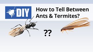 Termites vs Ants  How to Tell the Difference Between Ants amp Termites [upl. by Eilrahc1]