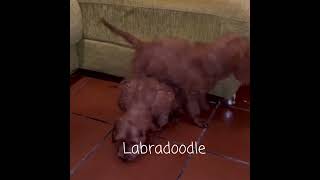 australian cobberdog criadero [upl. by Lidia134]