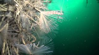 Tauchen in Norwegen Röhrenwurm  Tube Worm [upl. by Barde674]