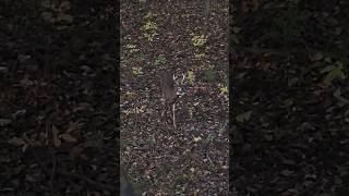 Acorn buffet for this little buck whitetaildeer [upl. by Nialb423]