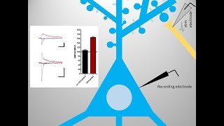 Long Term Potentiation LTP basics [upl. by Baniaz207]