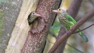 Lineated Barbet Feeding [upl. by Marb]