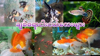 ချစ်စရာရွှေငါးငယ်အလှလေးများ [upl. by Jana]