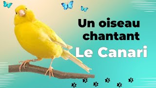 Les Canaris ces oiseaux chanteurs [upl. by Haisi]