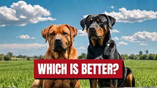 Rottweiler vs Rhodesian Ridgeback  Whos the Ultimate Guard Dog  Dog Breeds  Cane Corso [upl. by Frierson]