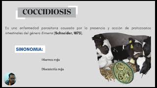 video 1 parte 1 coccidiosis en becerros Mv juan Uzcátegui UCLA Venezuela [upl. by Anaidni]