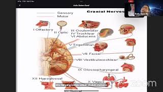 Anatomi Fisiologi Sistem Neurologi [upl. by Yrtneg]