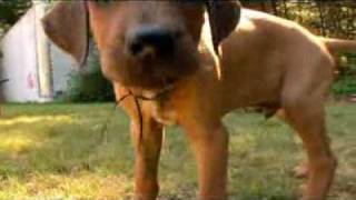 Rhodesian Ridgeback Video Animal Planet [upl. by Eijneb]