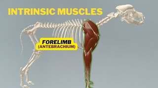 Intrinsic Muscles of Antebrachium Medial to Caudal  Veterinary Anatomy  Dog Forelimb Myology [upl. by Gnihc]