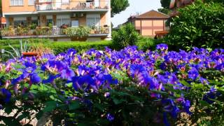 Ripararsi dal sole con una Ipomea gigante blu [upl. by Nwahsar]