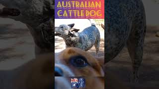 Blue Heeler Barking 🐕🐶🇦🇺DOG SHORTS [upl. by Areemas]