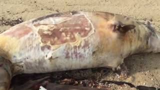 Flies buzzing around the dolphin carcass on East Coast Park beach [upl. by Cavil817]