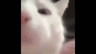 This Cats Reaction Will BLOW Your Mind [upl. by Larcher161]