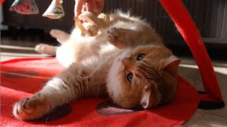 Massage your cats fluffy tummy [upl. by Rennoc]