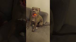 Hilda the bluenose pitbull bully jerk pitbull [upl. by Longtin]