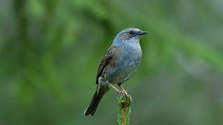 Dunnock singing [upl. by Clemence]