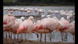 La danse des flamants roses [upl. by Ferdinana]