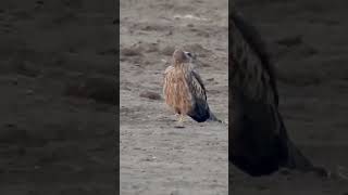 Pallid Harrier female from Velavadar [upl. by Ojoj851]