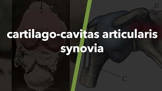 Eklemlerle ilgili anatomik terimler capsula cartilago cavitas articularis synovia 29 [upl. by Akinet]