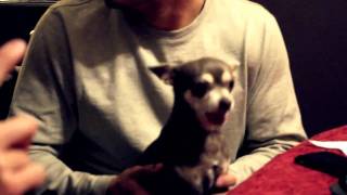 Piranha Chihuahua  Dangerous Little Chihuahua Biting and Growling [upl. by Airahcaz]