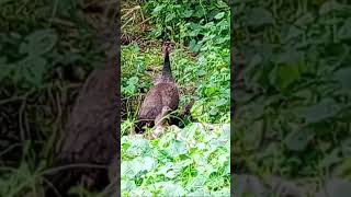 beautiful birds 🦚peahen birdlovers [upl. by Monafo]